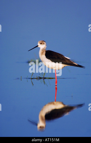 Gleitaar Stelzenläufer Himantopus Himantopus Erwachsenen Nationalpark Lake Neusiedl Burgenland Österreich April 2007 Stockfoto