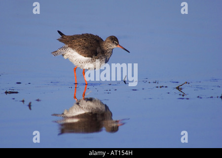 Gemeinsamen Rotschenkel Tringa Totanus Erwachsenen putzen Nationalpark Lake Neusiedl Burgenland Österreich, April 2007 Stockfoto