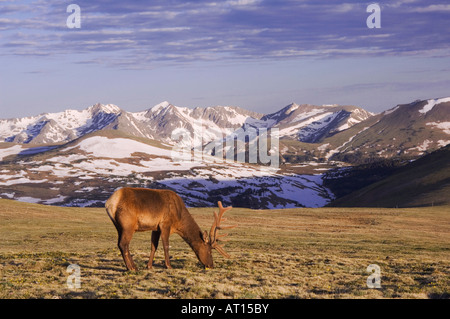 Elch Wapiti Cervus Elaphus Bull in samt Weiden auf alpine Tundra Rocky Mountain National Park Colorado USA, Juni 2007 Stockfoto