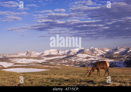 Elch Wapiti Cervus Elaphus Bull in samt Weiden auf alpine Tundra Rocky Mountain National Park Colorado USA, Juni 2007 Stockfoto