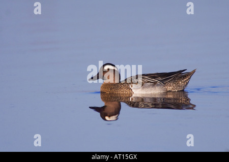 Garganey Anas Querquedula Männchen schwimmen Nationalpark Lake Neusiedl Burgenland Österreich, April 2007 Stockfoto