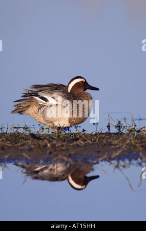 Garganey Anas Querquedula männlich putzen Nationalpark Lake Neusiedl Burgenland Österreich, April 2007 Stockfoto