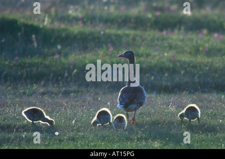 Graugans Gans Anser Anser Erwachsener mit jungen Nationalpark Lake Neusiedl Burgenland Österreich April 2007 Stockfoto