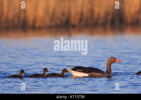 Graugans Gans Anser Anser Erwachsener mit jungen Nationalpark Lake Neusiedl Burgenland Österreich April 2007 Stockfoto