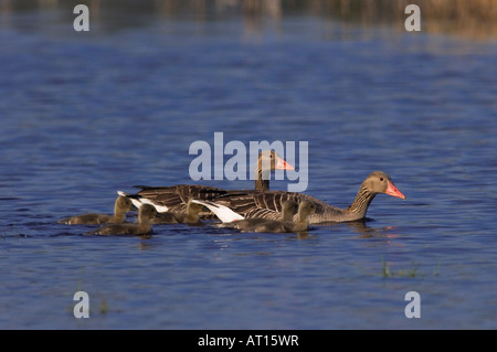 Graugans Gans Anser Anser Erwachsene mit jungen Nationalpark Lake Neusiedl Burgenland Österreich April 2007 Stockfoto