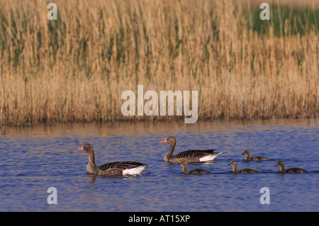 Graugans Gans Anser Anser Erwachsene mit jungen Nationalpark Lake Neusiedl Burgenland Österreich April 2007 Stockfoto