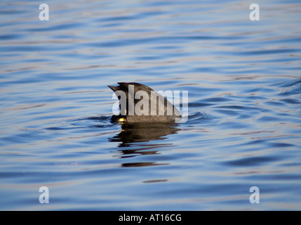 Eurasische schwarz Blässhuhn (Fulica Atra) mit Kopf unter Wasser Stockfoto