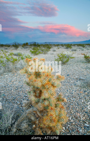 Cholla Cactus bei Sonnenuntergang, Humbolt - Toiyabe National Forest, Nevada Stockfoto