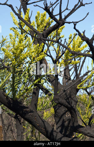 Western Australian Christmas Tree (Nuytsia Floribunda) Blüten, wächst wieder nach Brand Fitzgerald River National Park Australien Okt Stockfoto