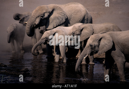 Elefanten bei Klein Namutoni Wasserloch Etosha Nationalpark Namibia Stockfoto