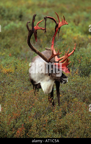 Caribou Stier vergießen samt Denali Nationalpark Alaska Stockfoto