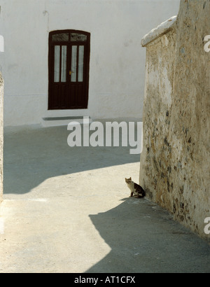 In der Hitze der Mittagssonne, eine coole Katze sitzt im Schatten auf eine Gasse Ecke in Almeria, Andalusien, Spanien. Demonstration der Drittelregel Stockfoto