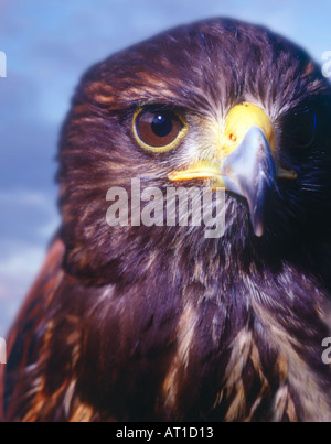 Porträt von Harris Hawk Parabuteo Unicinctus mit blauem Himmel Stockfoto