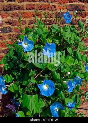 Ipomoea Tricolor, Heavenly Blue, Morning glory Stockfoto