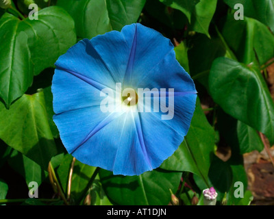 Ipomoea Tricolor, Heavenly Blue, Morning glory Stockfoto