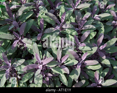 Salvia Officinalis Purpurascens, lila Salbei Stockfoto