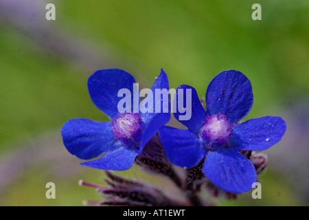 Große blaue Alkanet, Ochsenzungen Azurea, Ochsenzungen Italica, Anchusae Stockfoto