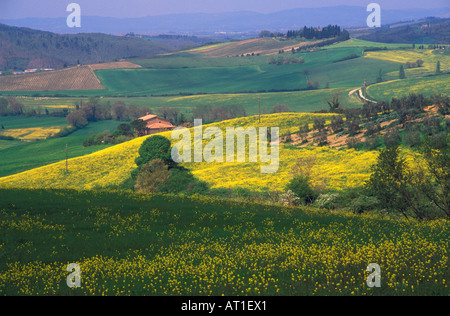 Italien, Toskana, grünen Hügeln bedeckt mit gelben Blüten Stockfoto
