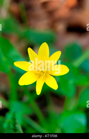 Kleinen Schöllkraut Blumen Rannunculus Ficaria in einem UK Frühling Waldgebiet Einstellung England Großbritannien Stockfoto