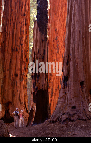 Wanderer im Sequoia Nationalpark, Kalifornien, USA Stockfoto