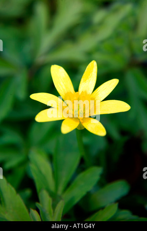 Kleinen Schöllkraut Blumen Rannunculus Ficaria in einem UK Frühling Waldgebiet Einstellung England Großbritannien Stockfoto