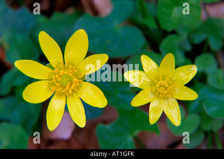 Kleinen Schöllkraut Blumen Rannunculus Ficaria in einem UK Frühling Waldgebiet Einstellung England Großbritannien Stockfoto