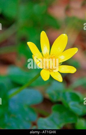 Kleinen Schöllkraut Blumen Rannunculus Ficaria in einem UK Frühling Waldgebiet Einstellung England Großbritannien Stockfoto