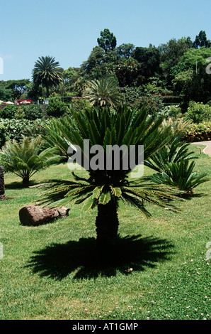 Ein Cycad, Botanischer Garten, Jardim Botanico, Funchal, Madeira Stockfoto