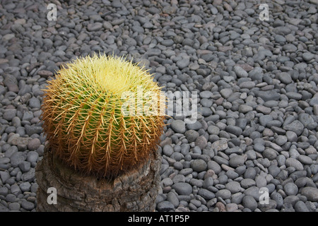 Kaktus im Garten der Fundacíon César Manrique, Tahiche, Lanzarote Stockfoto