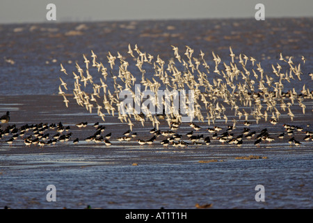 Herde von Knoten fliegen über der Wäsche Stockfoto