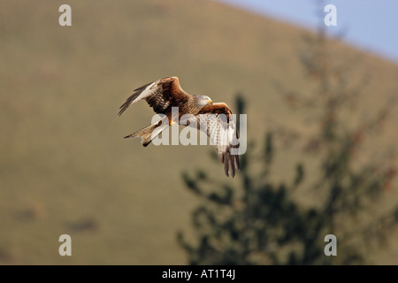 Rote Drachen steigen lassen am Nant yr Arian Wales Stockfoto