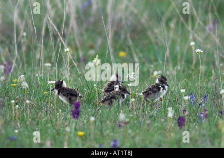 Nördlichen Kiebitz Vanellus Vanellus junge geschlüpft Nationalpark Lake Neusiedl Burgenland Österreich neu April 2007 Stockfoto