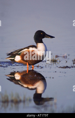 Nördlichen Löffelente Anas Clypeata männlichen Nationalpark Lake Neusiedl Burgenland Österreich April 2007 Stockfoto