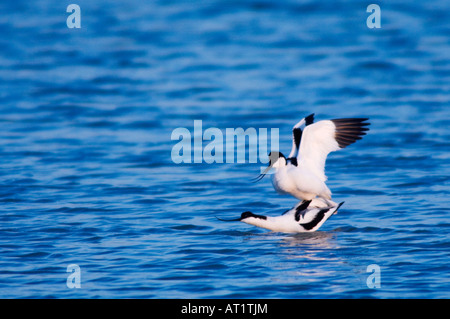 Pied Avocet Recurvirostra Avosetta paar Paarung Nationalpark Lake Neusiedl Burgenland Österreich, April 2007 Stockfoto