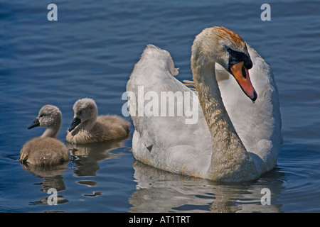 Höckerschwan (Cygnus Olor) und Cygnets auf See Stockfoto
