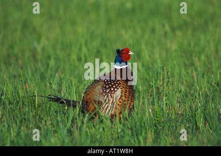 Ring – Necked Fasan Phasianus Colchicus männlichen Nationalpark Lake Neusiedl Burgenland Österreich April 2007 Stockfoto