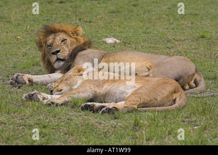 Männliche und weibliche Löwen (Panthera Leo) paar paar wach schlafen halten Uhr Stockfoto