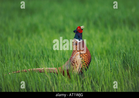 Ring – Necked Fasan Phasianus Colchicus männlichen calling Nationalpark Lake Neusiedl Burgenland Österreich April 2007 Stockfoto