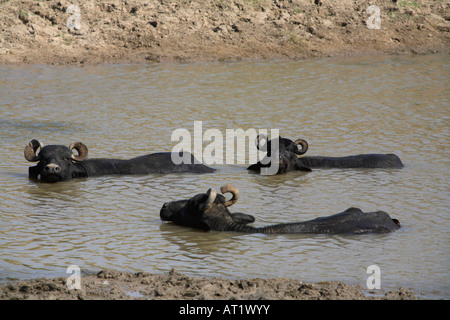 Drei Buffalo im Teich, Gujarat, Indien. Stockfoto