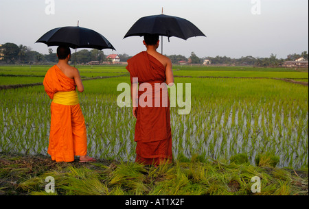 Novizen vor Reisfeld in der Nähe von Vientiane, Laos Stockfoto