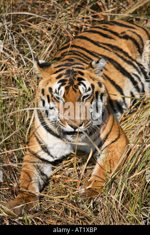 Weibliche Tiger, Panthera Tigris, ruhen in Kanha National Park, Madhya Pradesh, Indien. Stockfoto