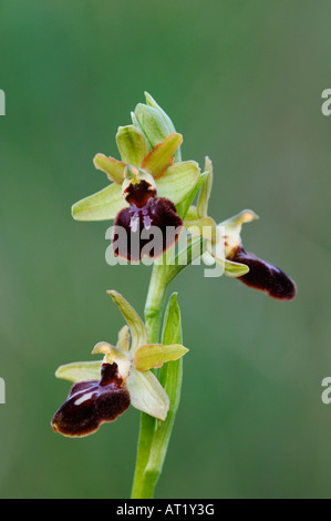 Kleine Spinne Orchidee Ophrys Araneola Blüte Nationalpark Lake Neusiedl Burgenland Österreich April 2007 Stockfoto