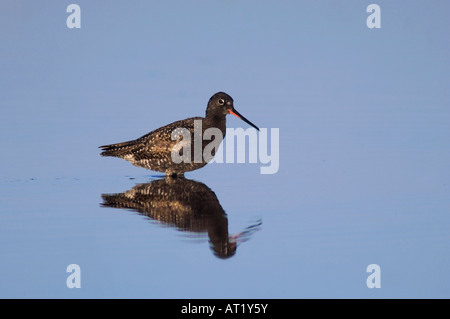 Gefleckte Rotschenkel Tringa Erythropus Erwachsenen Nationalpark Lake Neusiedl Burgenland Österreich April 2007 Stockfoto