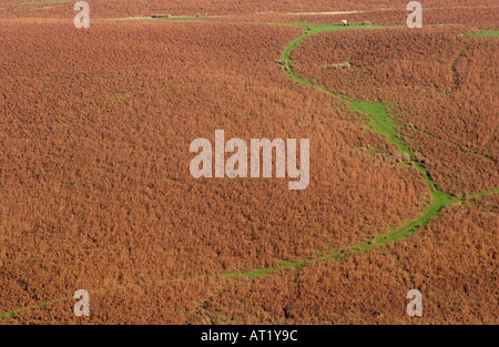 Adlerfarn bedeckt Hügel mit tierischen Track und einzelne wildes Pony an der oberen Kapelle Powys Wales UK Stockfoto