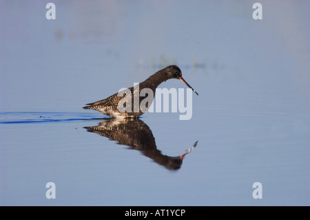 Gefleckte Rotschenkel Tringa Erythropus Erwachsenen Nationalpark Lake Neusiedl Burgenland Österreich April 2007 Stockfoto