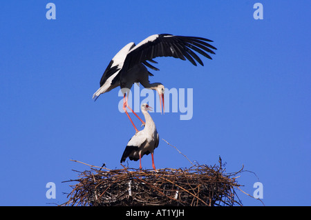 Weißstorch-Ciconia Ciconia paar auf nest Paarung Rost Nationalpark Lake Neusiedl Burgenland Österreich, April 2007 Stockfoto