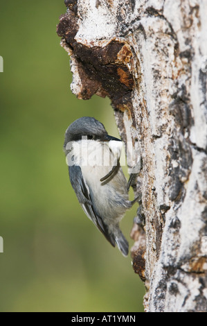 Pygmy Kleiber Sitta Pygmaea Erwachsener mit fäkalen Sac bei Verschachtelung Hohlraum im Kiefer Rocky Mountain National Park Colorado USA Stockfoto