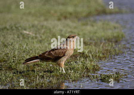 Chimango Caracara Tierra Del Fuego Argentinien Stockfoto