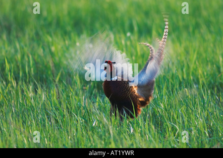 Ring – Necked Fasan Phasianus Colchicus männlichen calling Nationalpark Lake Neusiedl Burgenland Österreich April 2007 Stockfoto