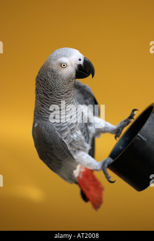 Afrikanische Grau-Papagei Stockfoto